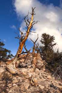 Bristlecone Pine-9092